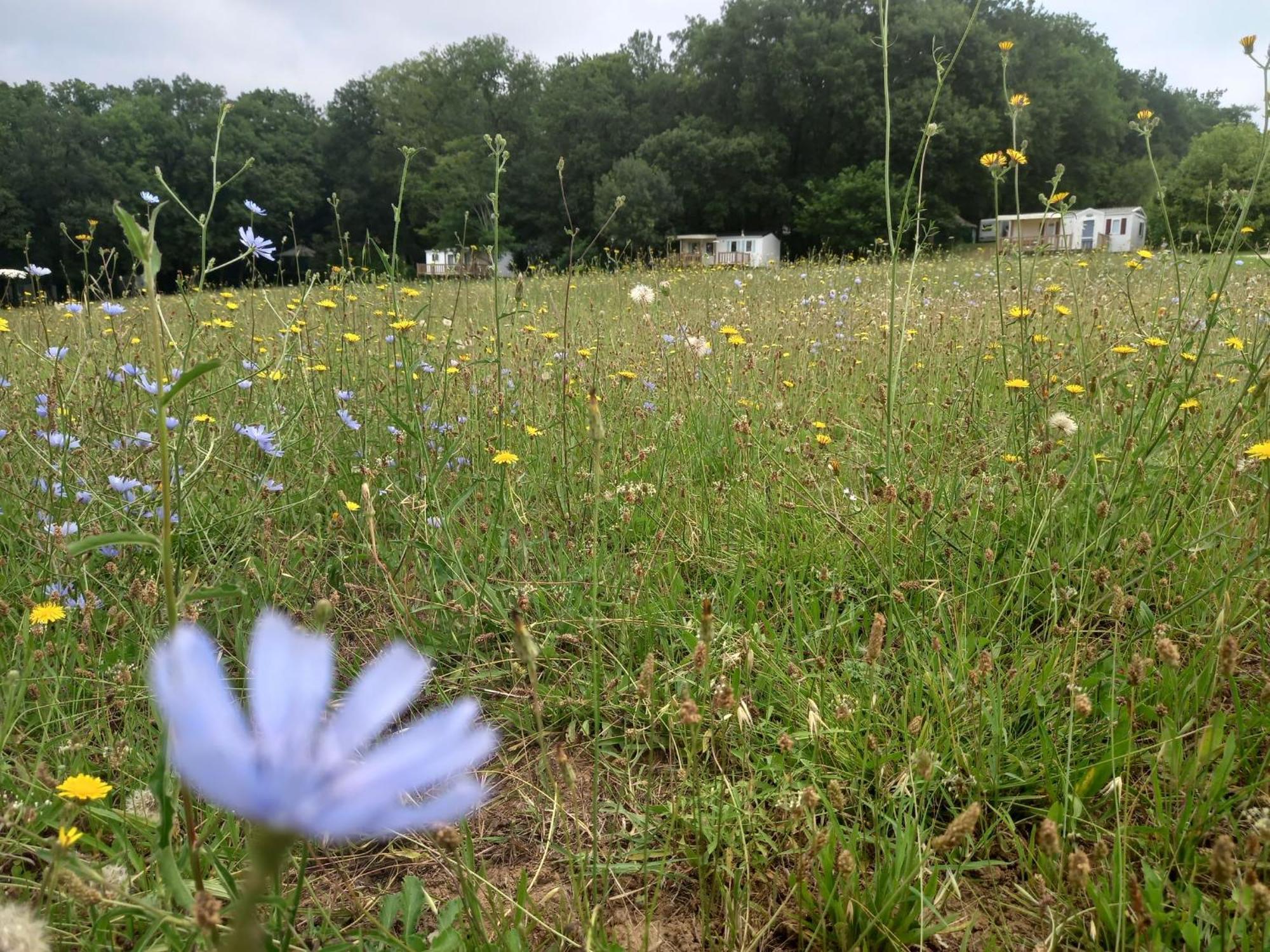 Camping Nature Le Valenty Mobil-Home-Dordogne Panoramique Clim Piscine Soturac Екстер'єр фото